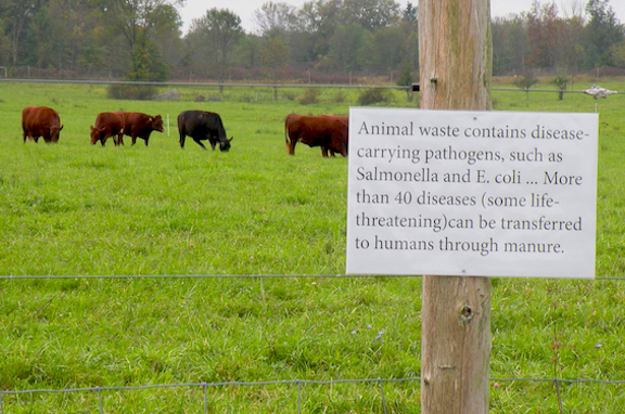 Greetings from the Pasture by Nava Atlas: Animal Waste