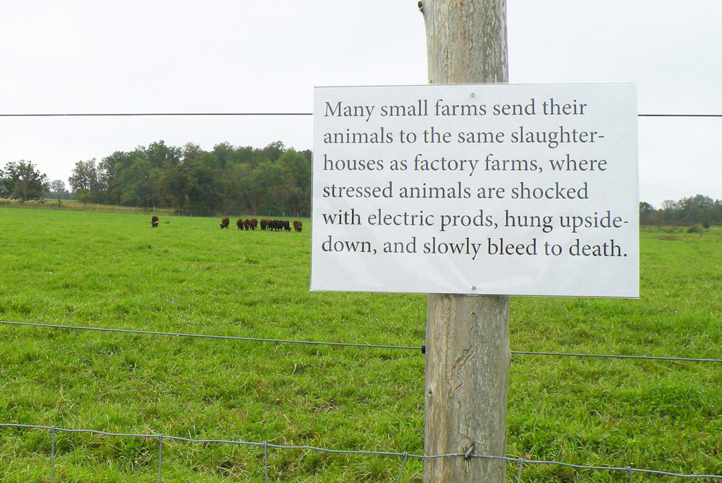 Greetings from the Pasture: Animals to slaughterhouses by Nava Atlas