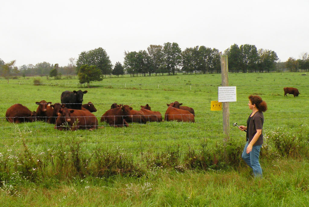 Greetings from the Pasture: The Culprit