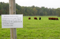 Greetings From the Pasture