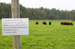 Greetings From the Pasture