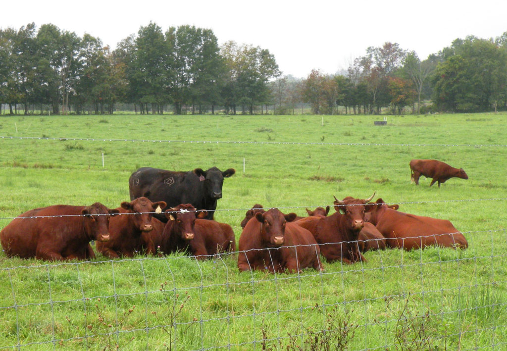 Greetings from the Pasture by Nava Atlas: Steer in field