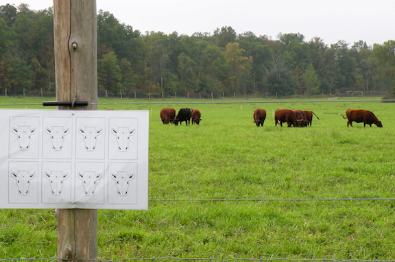 Greetings from the Pasture: Target Heads by Nava Atlas